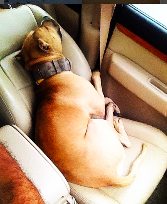 Davo resting comfortably in a car