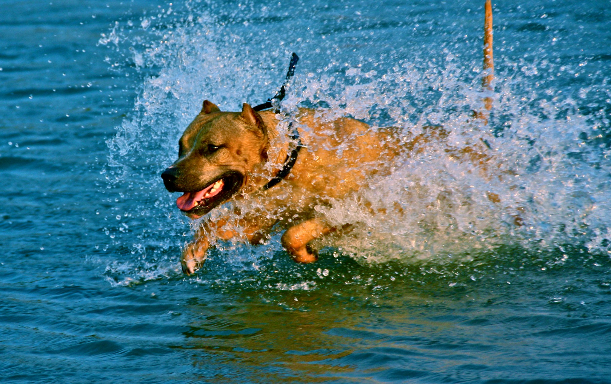 Davo swimming