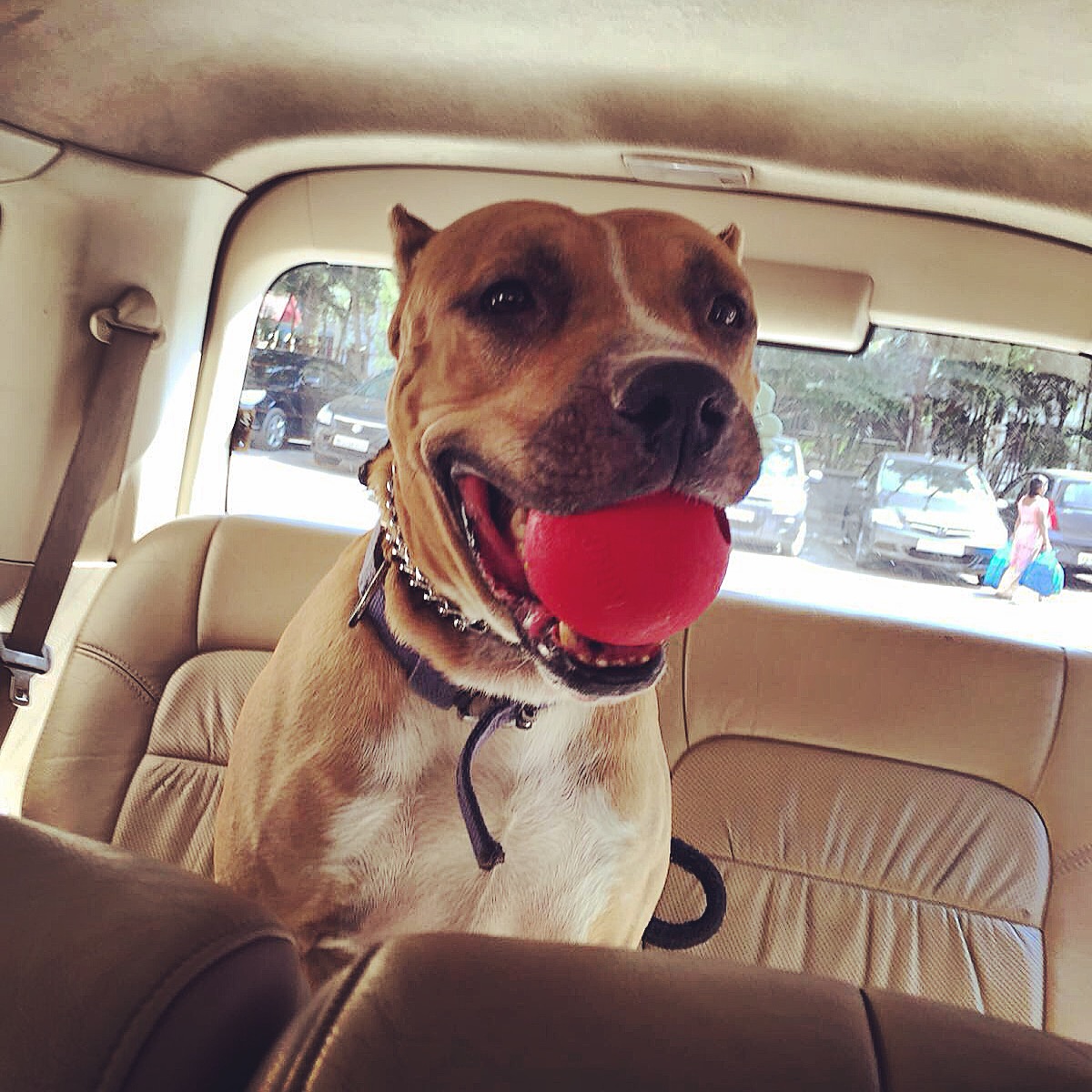 Davo sitting happily in a car