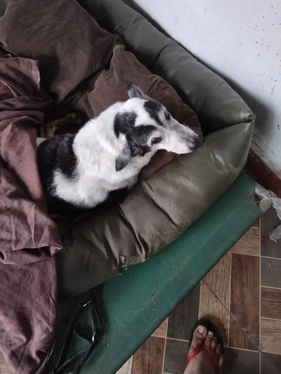 A black and white dog resting on a green bed