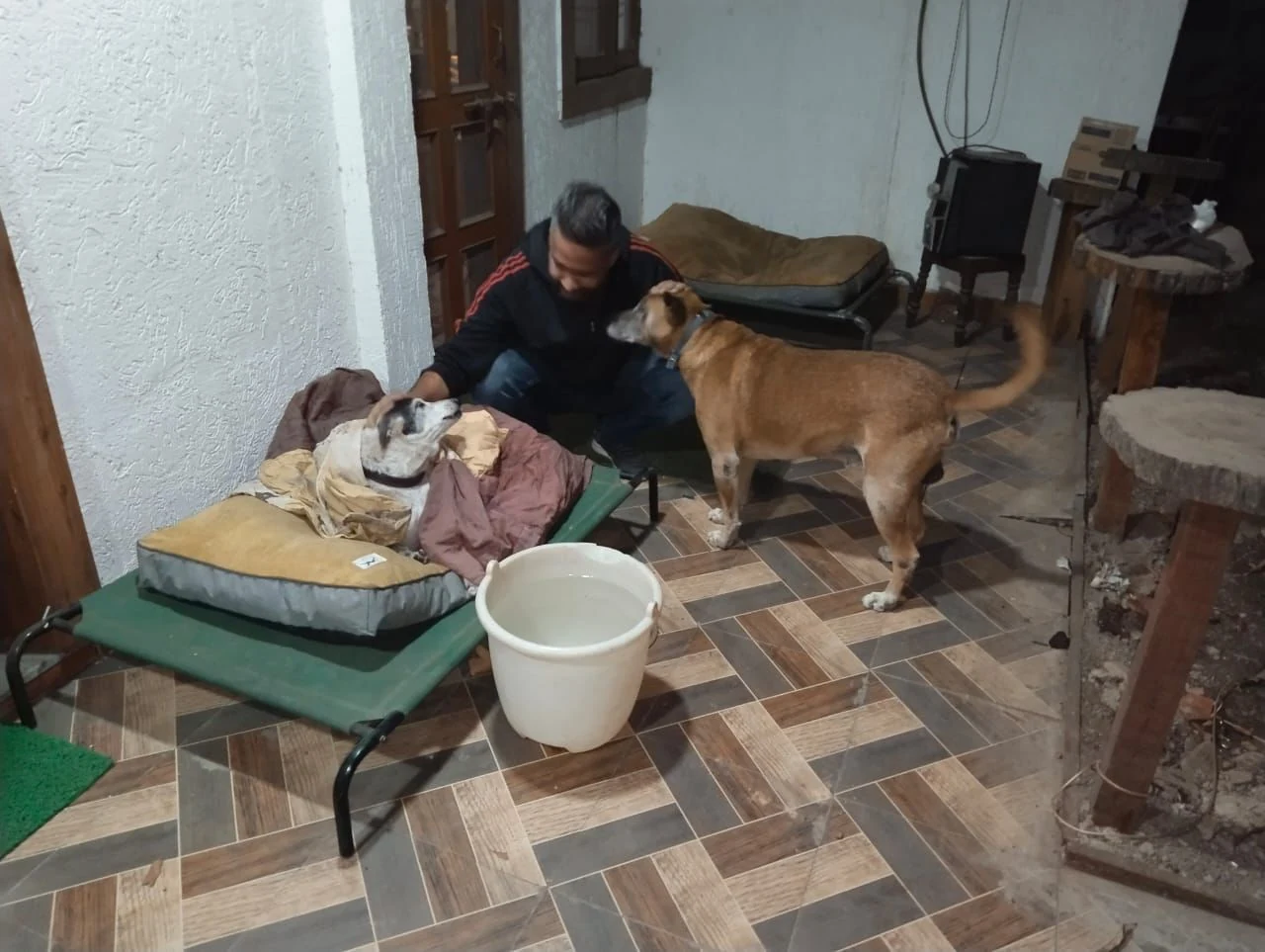 A person caring for two dogs at home