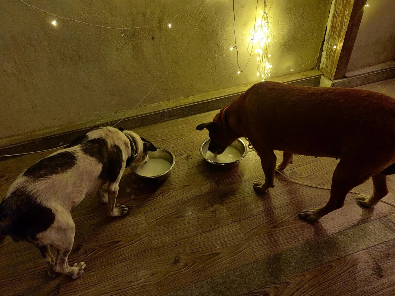 Two dogs beside their bowls at mealtime