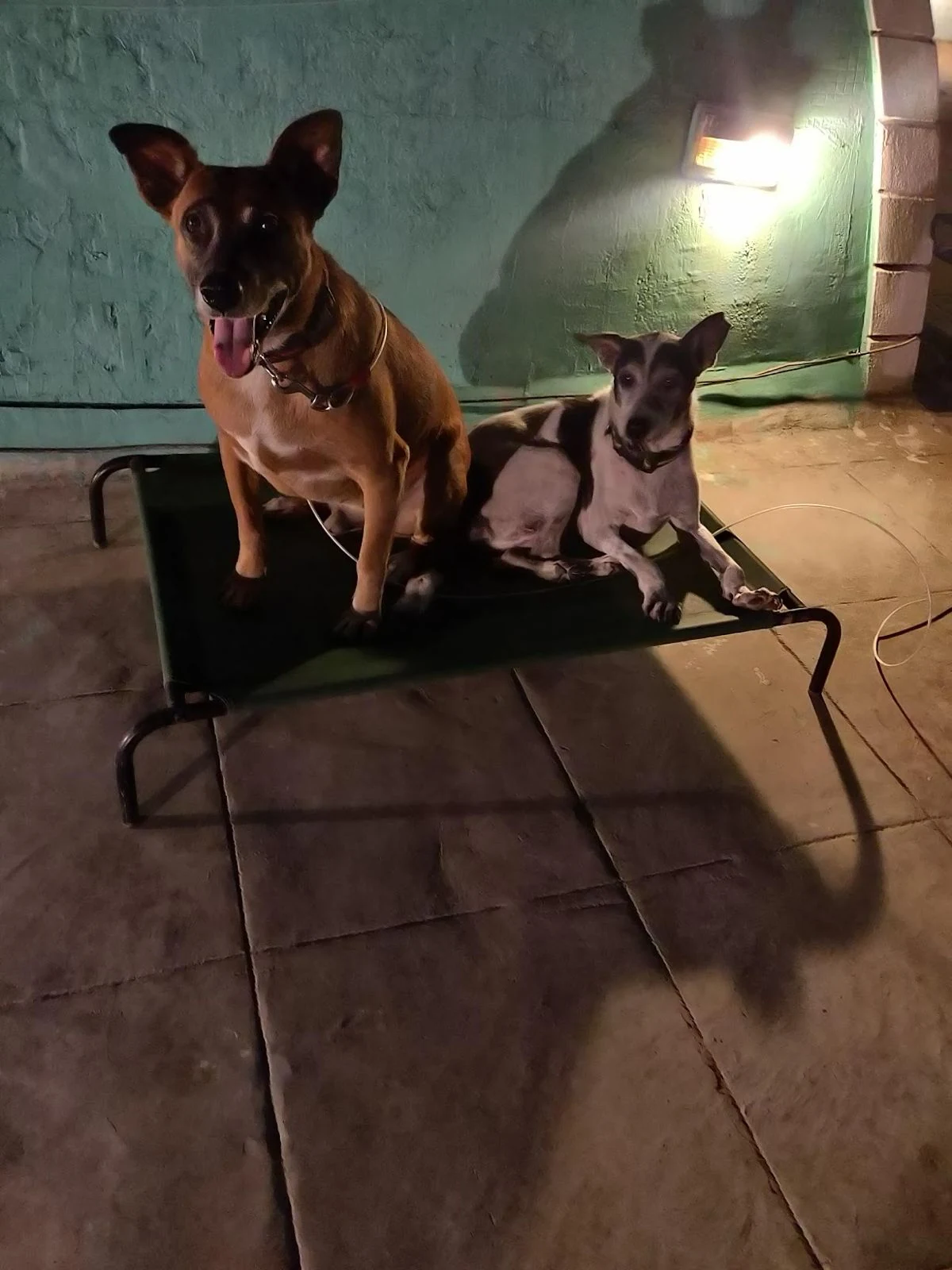 Two dogs together on a raised cot