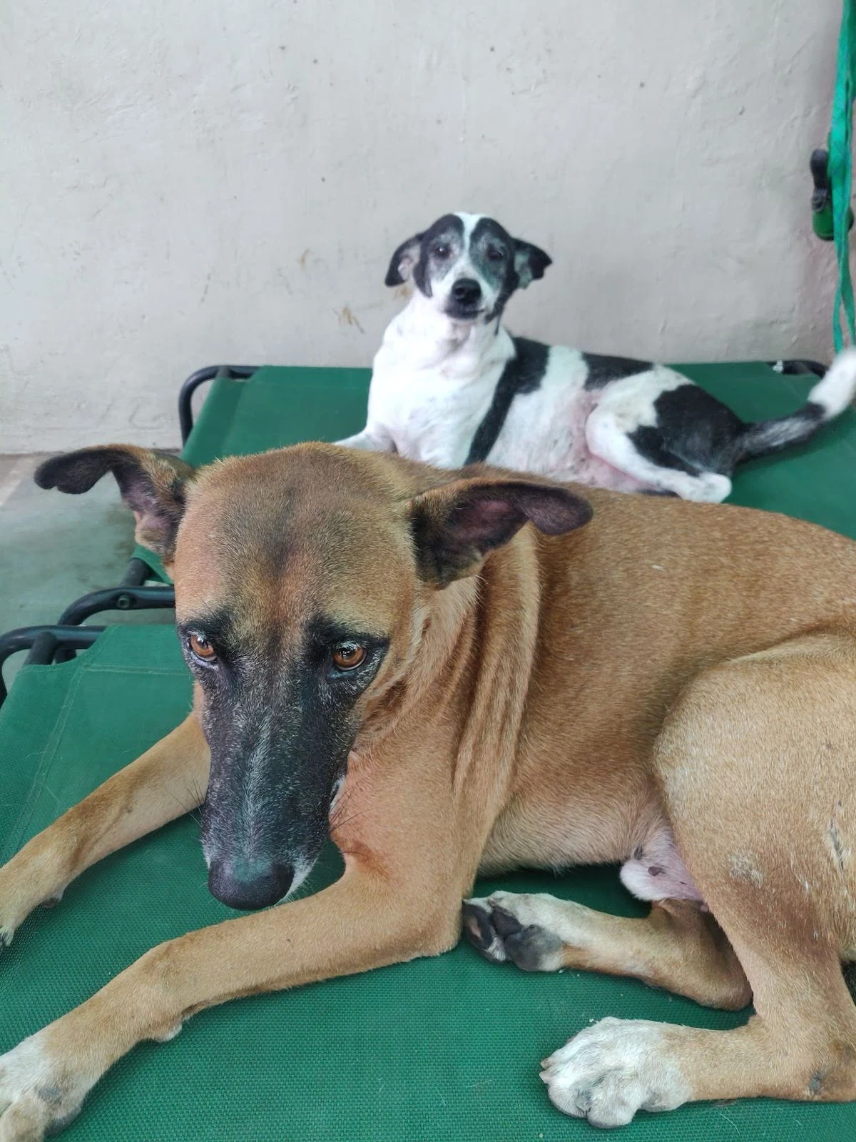 Two dogs resting together on a green bed