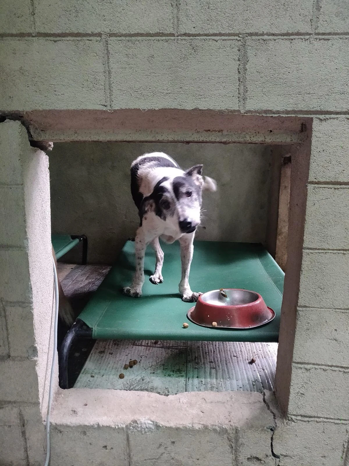 A black and white dog standing in a resting nook beside a bowl